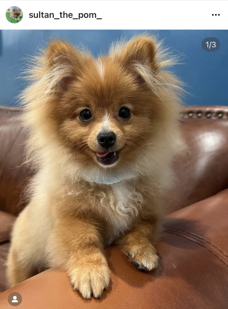 66D611E7 214B 49D3 8402 EE36A07ADFE3 768x1043