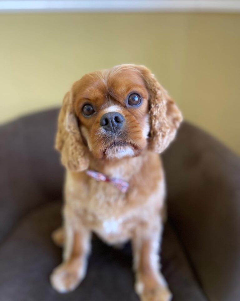 9C435E62 7626 421B AC34 7D85F911B9BF 768x960