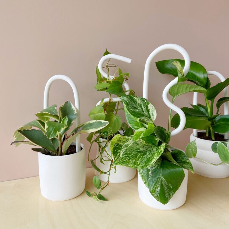 DD700D9B C5AD 471B 8618 E751E441726A 768x768