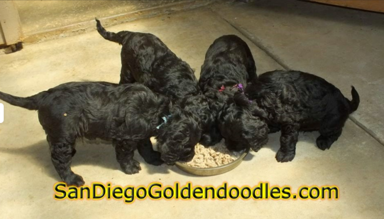 sandiego Goldendoodle photo 02 768x438