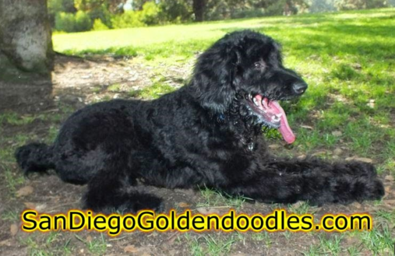 sandiego Goldendoodle photo 03 768x498