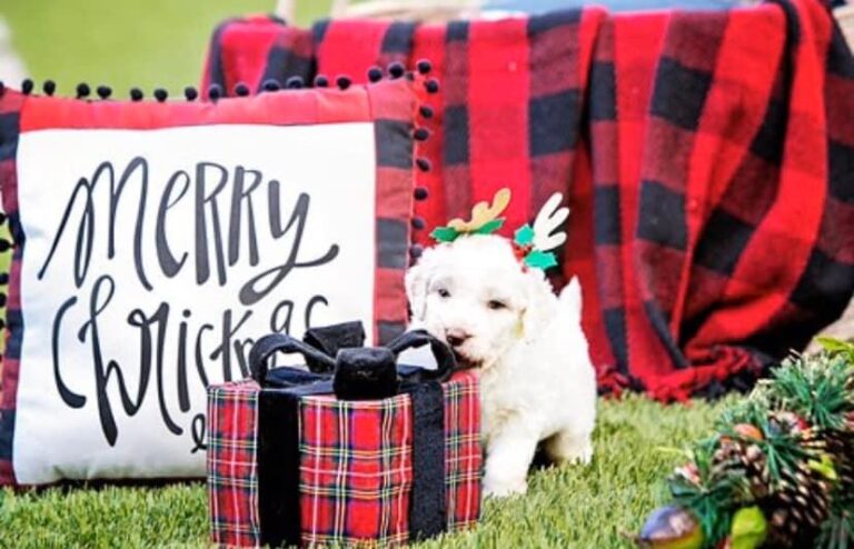 sandiego Goldendoodle photo 04 768x494