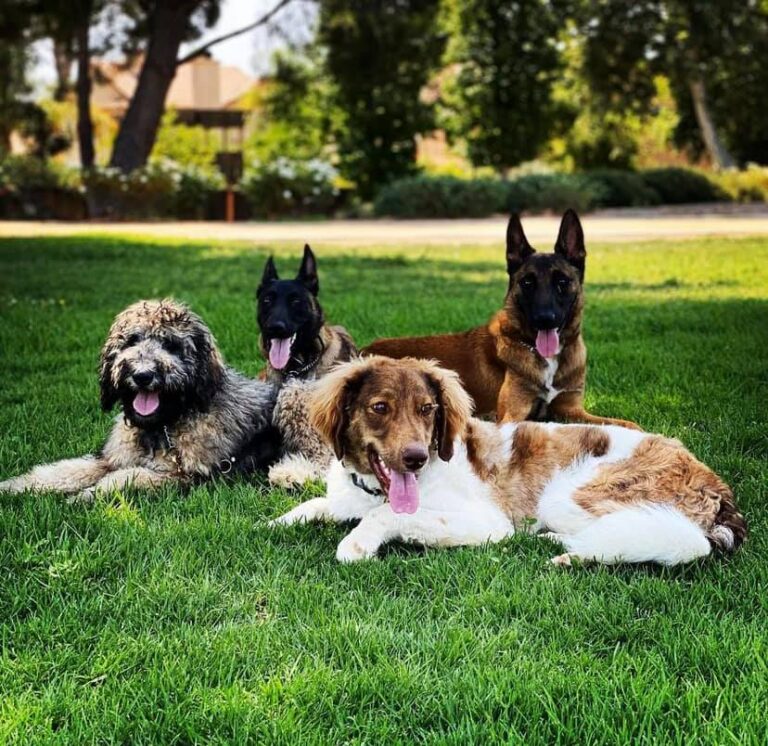 sandiego Goldendoodle photo 05 768x746